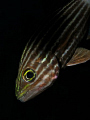   Tiger Cardinalfish  